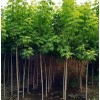山东青州金叶复叶槭苗木供应基地