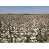 棉花高产品种_新疆棉花种子供应商_守信种业