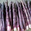 紫芦笋种子 紫笋种子 品种好 产量高 特菜野菜