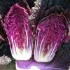紫白菜种子 进口大白菜籽 优质特色富硒菜