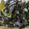 紫油菜种子 杂交小白菜 快菜 四季盆栽特菜