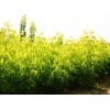 山东潍坊种植基地大量低价出售6-12cm金叶复叶槭苗子