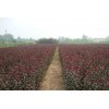 山东潍坊紫叶李种植基地大量低价出售3-9cm紫叶李树苗