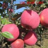 供应红富士苹果树苗、烟富0 烟富3 烟富6号苹果树苗价格