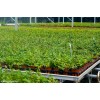 棚室无土栽培草莓的灌溉方式和节水灌溉的必要性