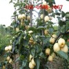 出售红梨树苗-秋月、晚秋黄、玉露香、翠冠、早酥红梨树苗