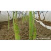 芦笋的种植方法与技术