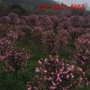 出售北美海棠树 绚丽海棠、5公分6公分7公分8公分绚丽海棠