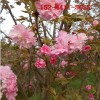产地直销高杆樱花树、9公分、10公分、12公分高杆樱花树
