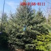 出售1米云杉 2米云杉 2.5米\3米云杉 4米 5米云杉树