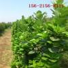 优质3米北海道黄杨、3.5米 4米、5米丛生北海道黄杨价格