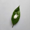 电池专用的氧化铝（CYNL52-03）在电池中的作用
