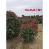 80公分红叶石楠 规格齐全 1.5米红叶石楠球