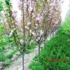 高杆樱花树 晚樱  工程绿化庭院种植  早樱大量供应
