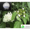 熊果酸（乌索酸）